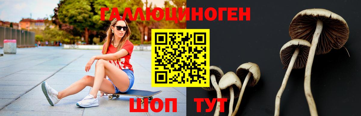 Псилоцибиновые грибы Psilocybe Бутурлиновка